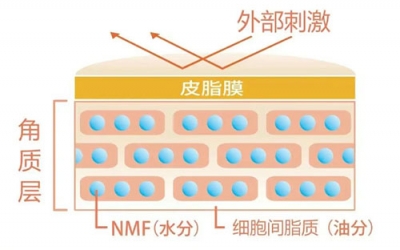角質層的作用有哪些？